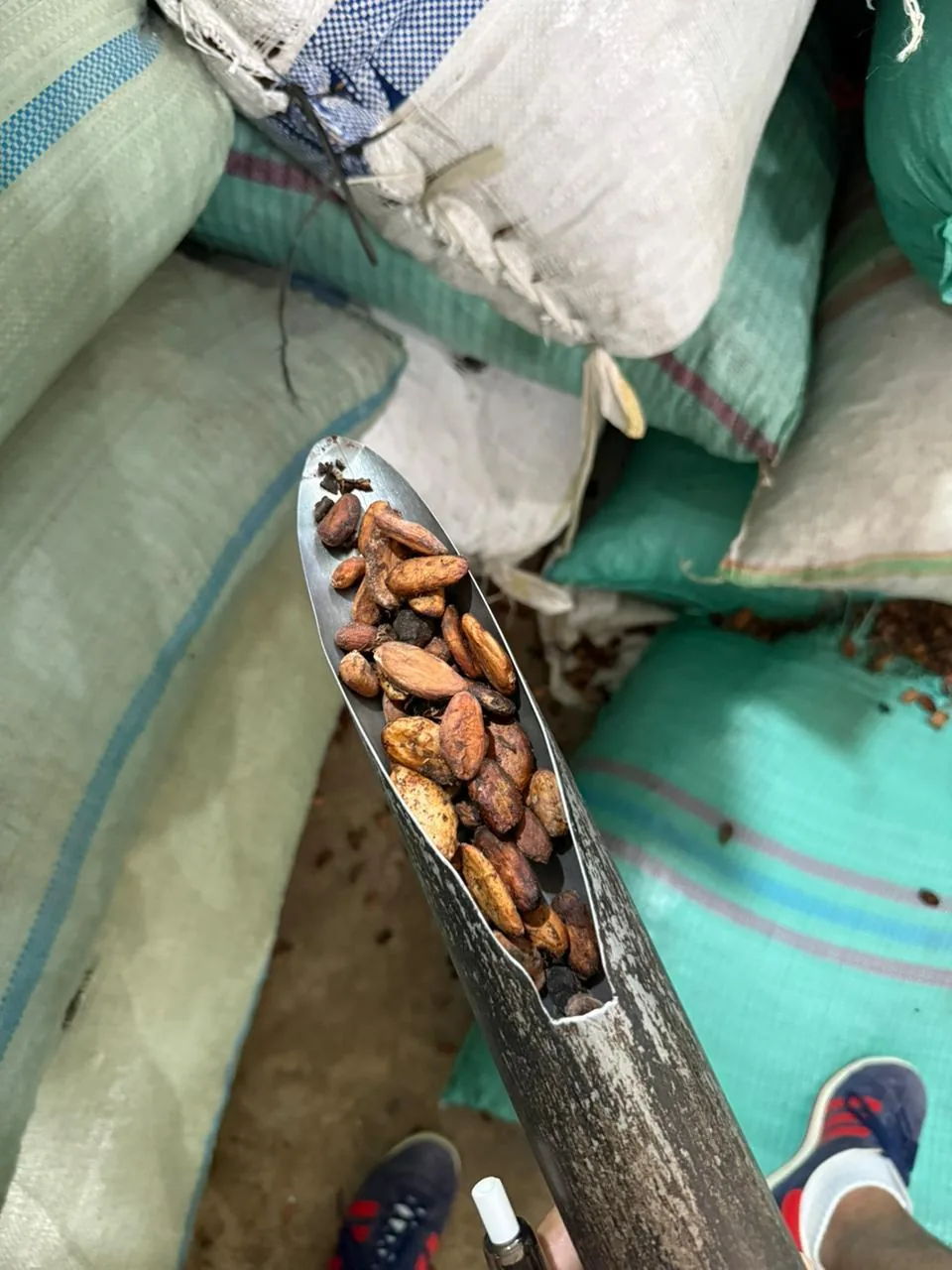 Agro Terra Export cocoa gallery 3