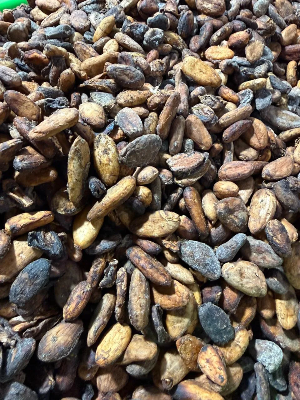 Agro Terra Export cocoa product