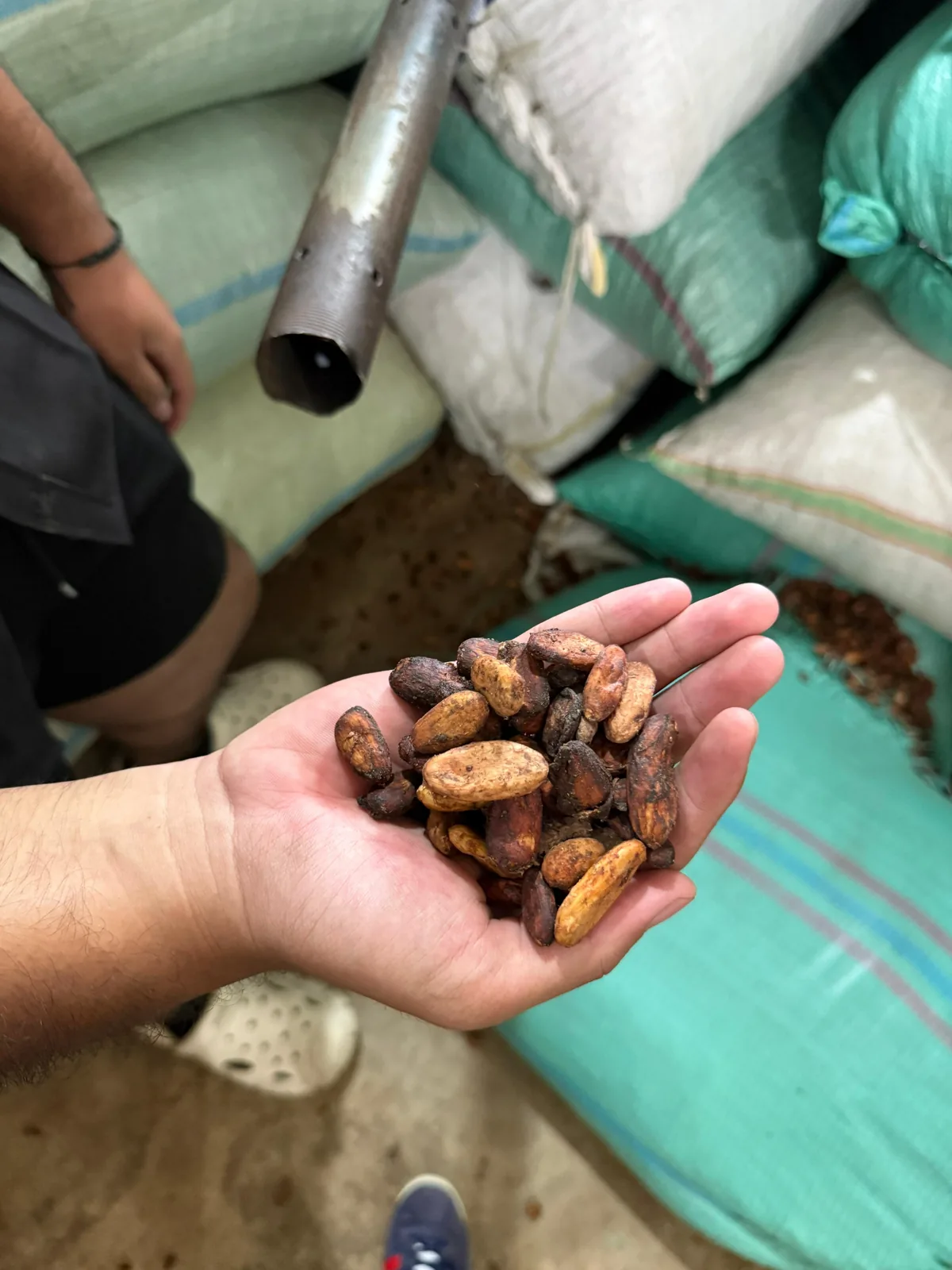 Cocoa quality handling