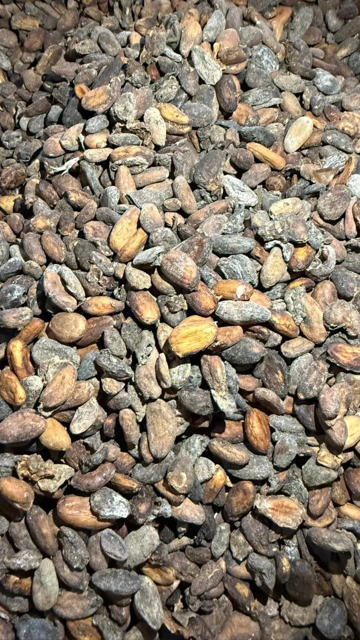 Indonesian Local Cocoa Grade 1