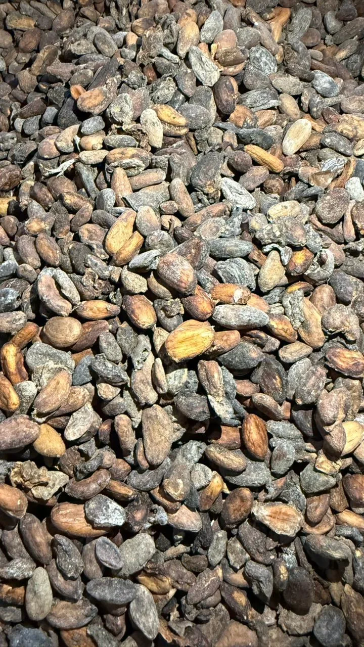 Agro Terra Export cocoa product gallery
